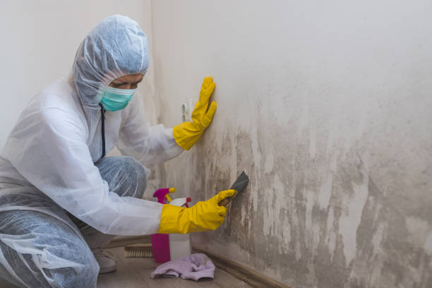 Mold Testing and Removal in Laurium, MI